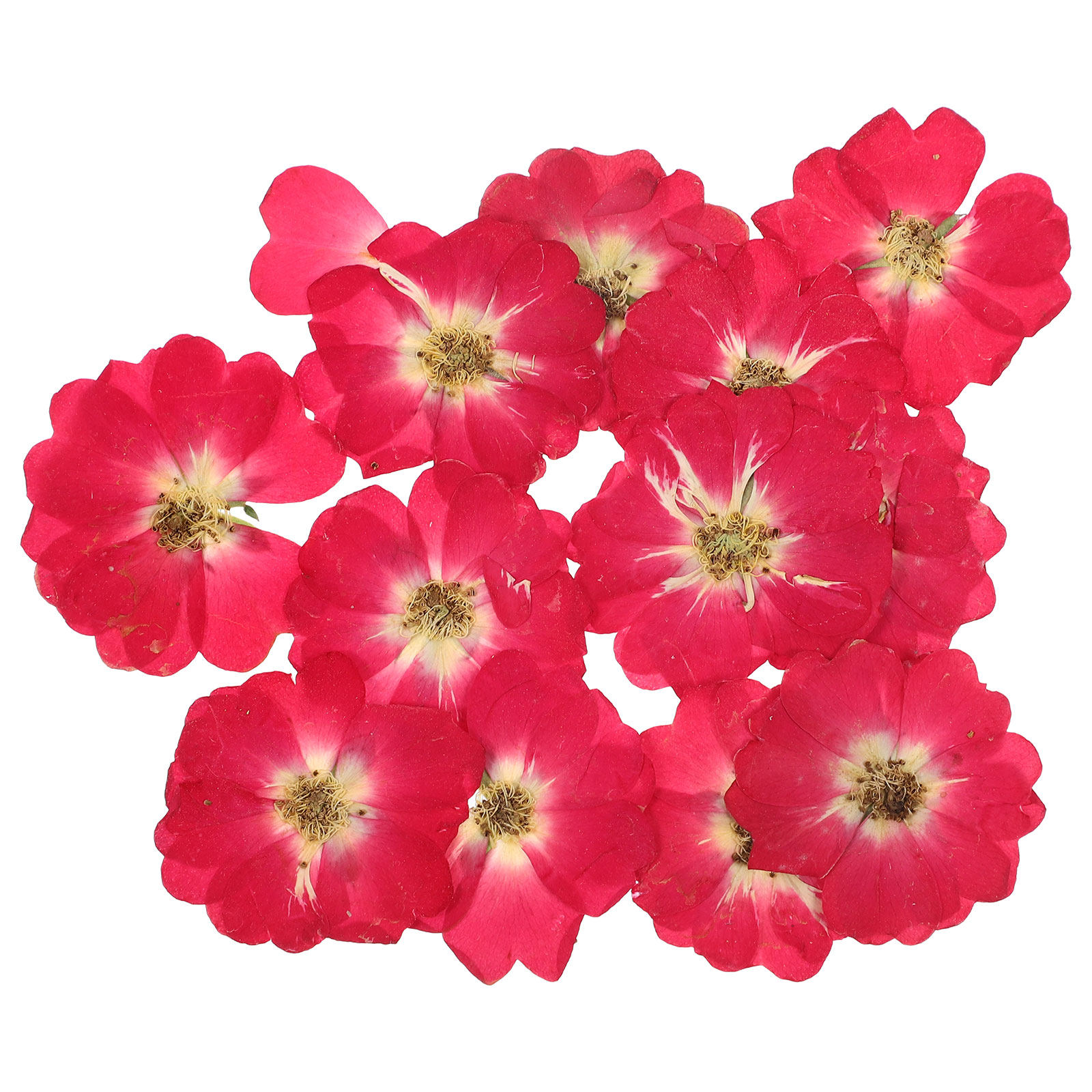 12Pcs Natural Dried Rose Press - Nail Art Flower ulasan dan harga