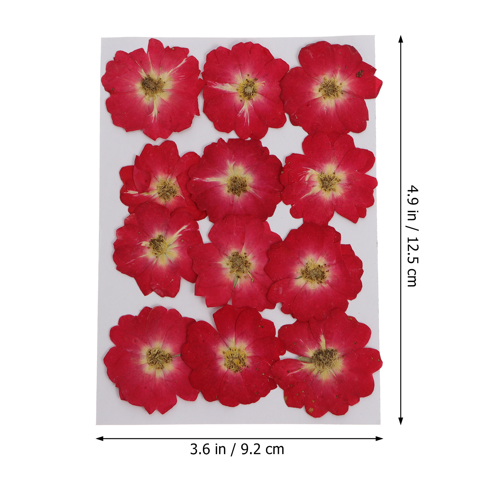 12Pcs Natural Dried Rose Press - Nail Art Flower ulasan dan harga